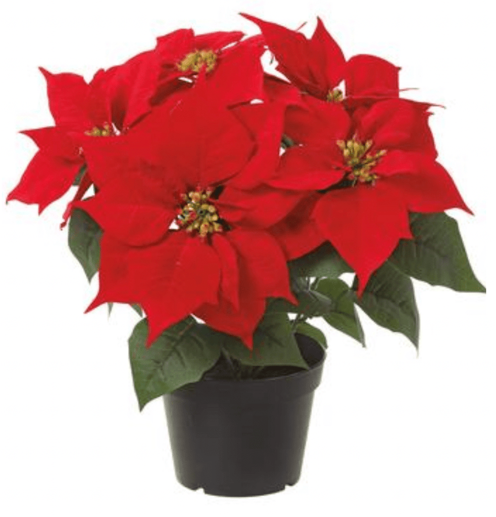 POTTED RED POINTSETTIA 14" - The Crowded Table Co. - 