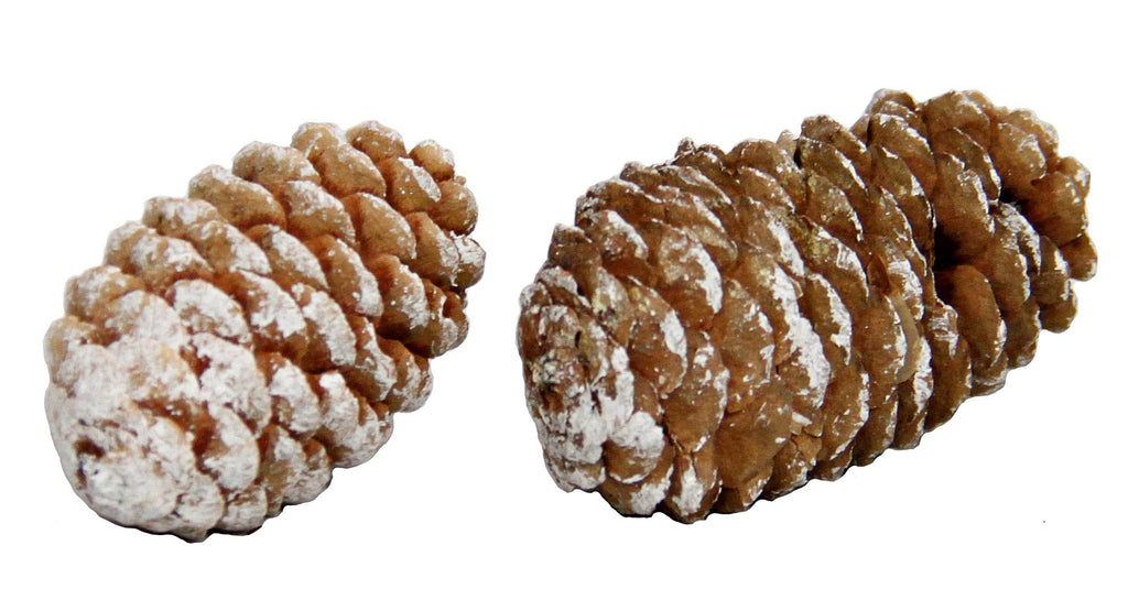 DECORATIVE PINECONES - The Crowded Table Co. - 